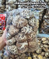 เห็ดหอม (เห็ดหอมญี่ปุ่นดอกใหญ่) Mushroom BIG Size สินค้าจากเยาวราชดอกใหญ่ สวย อวบฟู ทานอร่อยมีประโยชน์