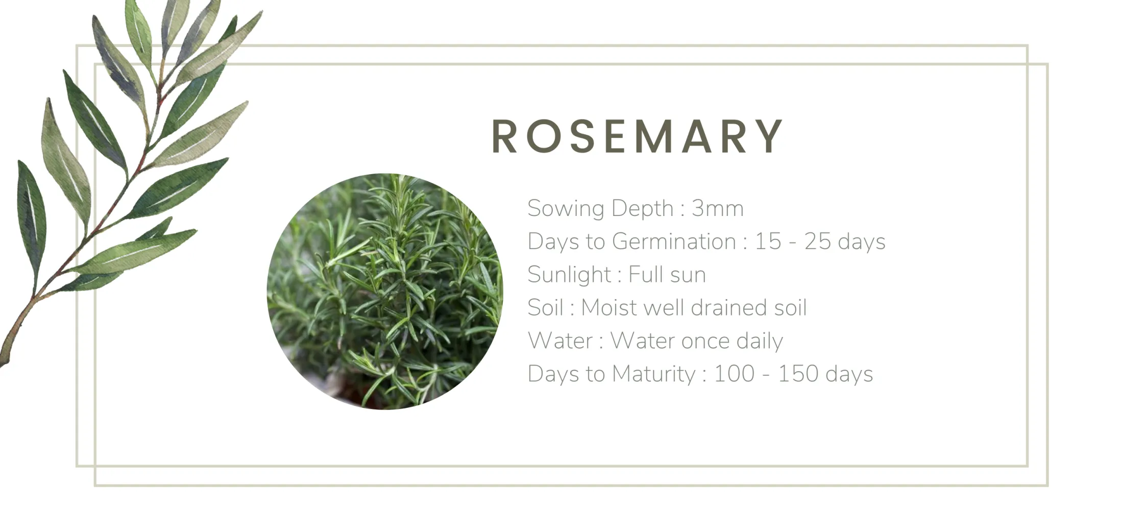 Go Green] Rosemary Seeds - Organic Premium Herb Seeds  Lazada