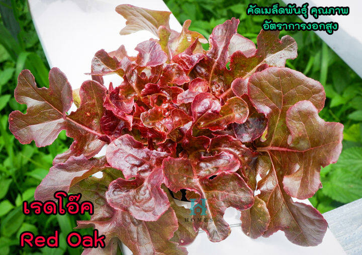 เมล็ดพันธุ์ผักสลัด-เรดโอ๊ค-red-oak-ผักสลัด-ผักไฮโดรโปนิกส์-homes