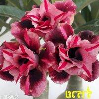 12 เมล็ด เมล็ดพันธุ์ ชวนชม สายพันธุ์ไต้หวัน ดอกสีม่วง Adenium Seed กุหลาบทะเลทราย Desert Rose ราชินีบอนไซ อัตรางอก 80-90%