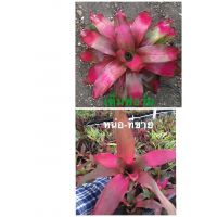 ? หน่อสับปะรดสี-Neo Shocking Pink หายากมาก #bromeliad# ต้นไม้สวยงาม# ไม้ประดับ# ตกแต่งสวน# ปลูกตกแต่งบ้าน# ไม้มงคล ของมีพร้อมส่ง เก็บเงินปลายทาง ?