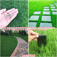 เก็บเงินปลายทาง COD เมล็ดพันธุ์แท้100% 200 แคปซูลต่อแพ็ค Perennial Lawn Grass Plant Seeds เมล็ดพันธุ์ ต้นไม้ประดับ ไม้ประดับ เมล็ด ต้นไม้ตกแต่ง Plants ของแต่งสวน แต่งสวน อุปกรณ์แต่งสวน อัตราการงอกสูง ปลูกได้ทั่วไทย ในสต็อกในประเทศไทย