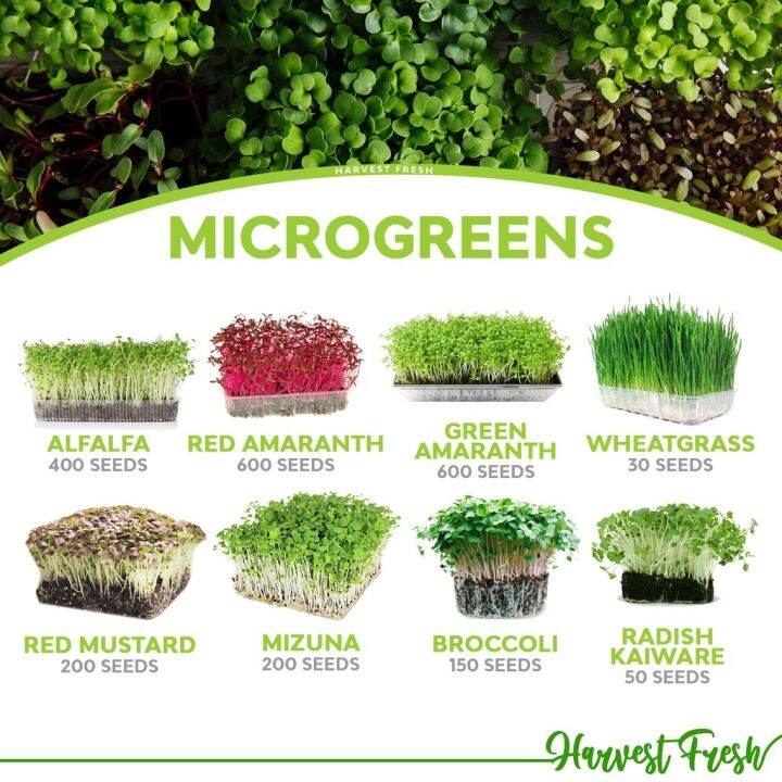 Vegetable Seeds Alfalfa Broccoli Radish Mizuna Red Mustard Amaranth 50