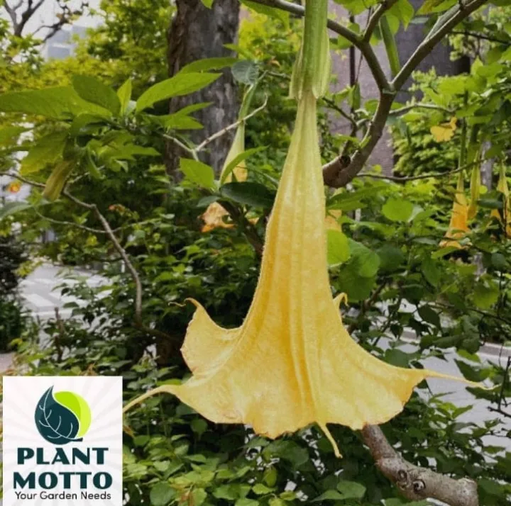 Angel Trumpets Plant with FREE white plastic pot, pebbles and garden