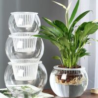 [COD] Self-priming basin transparent glass vase hydroponic plant green dill flower fish tank AliExpress cross-border