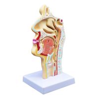 แบบจำลองกายวิภาคของมนุษย์ Nasal Cavity Throat Anatomy สำหรับห้องเรียนวิทยาศาสตร์ Study Display Teaching Model