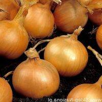 100 เมล็ด เมล็ดหอม่ สายพันธุ์ หอมใหญ่ Bila  อัตราการงอก 70-80% Onion seeds