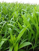ขายส่ง 1 กิโลกรัม เมล็ดหญ้าจัมโบ้ Jumbo Grass หญ้าสวีทจัมโบ้ ตระกูลข้าวฟ่าง หญ้าเลี้ยงสัตว์ พืชอาหารสัตว์ เมล็ดพันธ์หญ้า หญ้าอาหารสัตว์