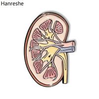 hot【DT】 Hanreshe Kidney Anatomy Brooch Enamel Lapel Pins Jewelry Badge Biology for Doctor Student