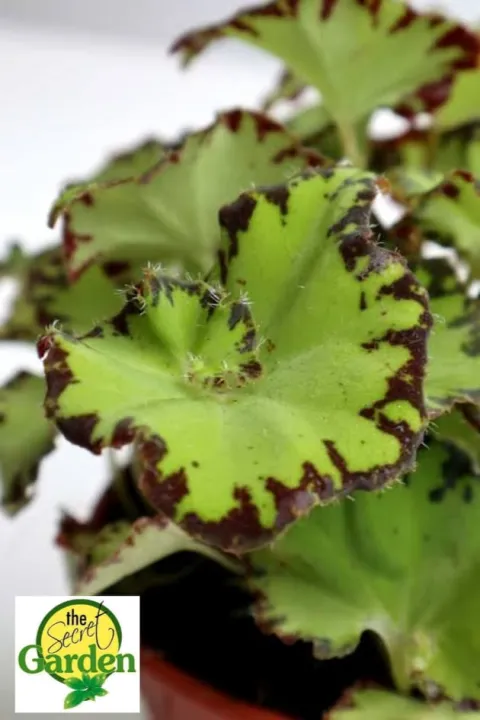 Begonia Jive (Holland Rare Begonia) with FREE plastic pot, and garden soil  (Semi Indoor Plant, Real Plant, Live Plant and Limited Stock) | Lazada PH