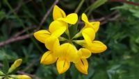 เมล็ดพันธุ์ Lotus corniculatus birds foot trefoil 500 เมล็ด เมล็ดพันธุ์นำเข้าจากอังกฤษ