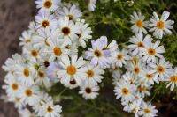 เมล็ดพันธุ์ Garden เดซี่ สวอน ริเวอร์ brachyscome iberidifolia (Swan River Daisy) 1000 เมล็ด เมล็ดพันธุ์ Garden นำเข้าจาก อังกฤษ