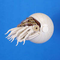 สัตว์ทะเลหอยชุด MOC Nautilus ฤาษีปูความคิดสร้างสรรค์หน่วยการสร้างรุ่นเด็กตรัสรู้การศึกษาของเล่น ~