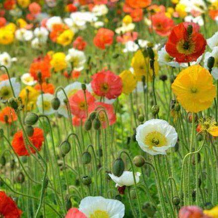 เมล็ดพันธุ์-ไอซ์แลนด์ป็อปปี้-papaver-nudicaule-iceland-poppy-1000-เมล็ด-เมล็ดพันธุ์นำเข้าจาก-อังกฤษ