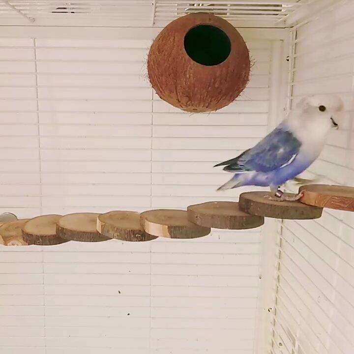 Pool Ramps For Animals MERRYHAPY Wooden Climbing Bridge