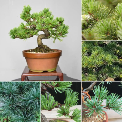 ว้าว** เมล็ดสนญี่ปุ่น 50 เมล็ด Japanese White Pine Pinus seeds ต้นไม้มงคล ต้นไม้ฟอกอากาศ ต้นสนใบพาย ต้นสนญี่ปุ่น ต้นมะขามบอนไซ พร้อมจัดส่ง พรรณ ไม้ น้ำ พรรณ ไม้ ทุก ชนิด พรรณ ไม้ น้ำ สวยงาม พรรณ ไม้ มงคล