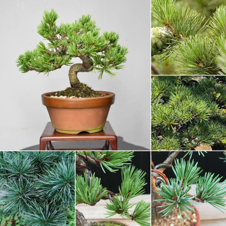 Ready Stock 100 Original Japanese White Pine Pinus(30 Seeds)Mayana