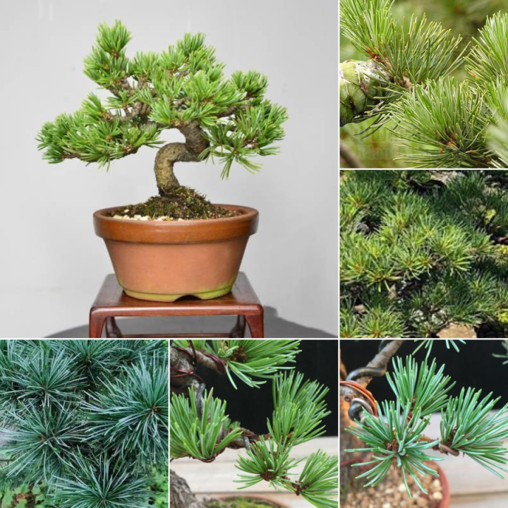 ว้าว-เมล็ดสนญี่ปุ่น-50-เมล็ด-japanese-white-pine-pinus-seeds-ต้นไม้มงคล-ต้นไม้ฟอกอากาศ-ต้นสนใบพาย-ต้นสนญี่ปุ่น-ต้นมะขามบอนไซ-พร้อมจัดส่ง-พรรณ-ไม้-น้ำ-พรรณ-ไม้-ทุก-ชนิด-พรรณ-ไม้-น้ำ-สวยงาม-พรรณ-ไม้-มงค