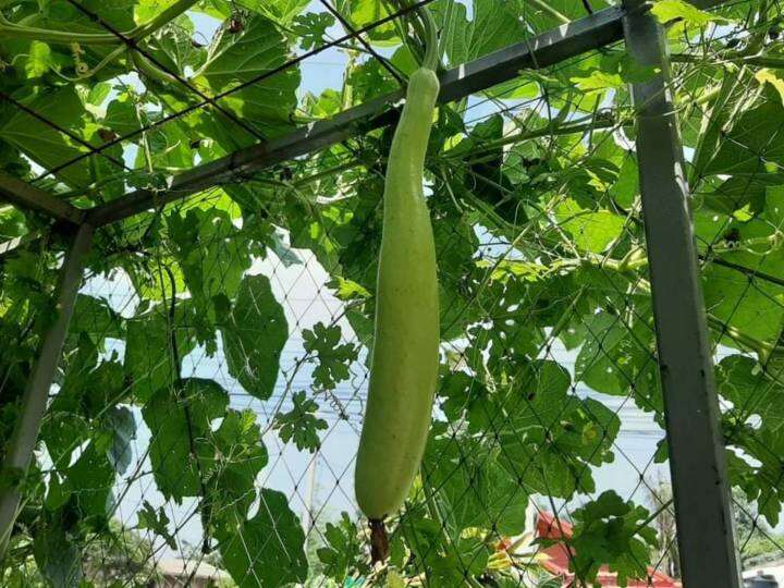 น้ำเต้าลูกยาว-long-bottle-gourd-seeds-เมล็ดพันธุ์น้ำเต้าลูกยาว-ผลใหญ่ยาว-บรรจุ-3-เมล็ด