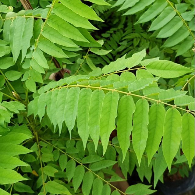 kamias leaves 200 grams | Lazada PH