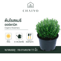 ต้นโรสแมรี ออร์แกนิค Organic  Rosemary กระถาง 11 นิ้ว