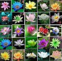 7 เมล็ด เมล็ดบัว คละสี ดอกใหญ่ สายพันธุ์ของแท้ 100% เมล็ดบัว ดอกบัว ปลูกบัว เม็ดบัว สามารถปลูกในโหลแก้วได้ อัตรางอกสูง 85-90 % Lotus seeds