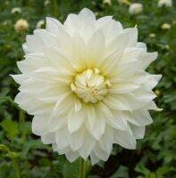 1 หัว/ชุด รักเร่ Dahlia Bulb สายพันธุ์ Frozen หัวรักเร่ ดอกไม้ หัวหน่อ เหง้า นำเข้า เนเธอร์แลน หัวสดใหม่