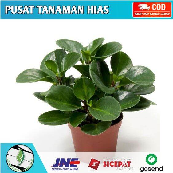 Tanaman Hias Green Peperomia Teplan Hijau Teplan Ijo Peperomia