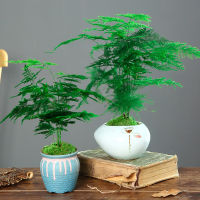 HOT** เมล็ดพันธุ์ หน่อไม้ฝรั่งเฟิร์นต้นไม้ Asparagus Fern Tree Seeds บรรจุ 50 เมล็ด ต้นไม้มงคล ต้นไม้ฟอกอากาศ ต้นไม้ประดับ ส่งด่วน พรรณ ไม้ น้ำ พรรณ ไม้ ทุก ชนิด พรรณ ไม้ น้ำ สวยงาม พรรณ ไม้ มงคล