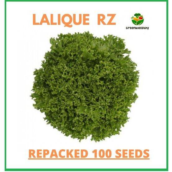 Lalique Lettuce Rijk Zwaan Pelletized Seeds Repacked Seeds 100 Seeds Lazada Ph 2147