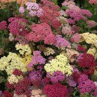 เมล็ดพันธุ์ ยาร์โรว์ หรือ อชิเลีย Achillea millefolium yarrow pastel 100 เมล็ด เมล็ดพันธุ์นำเข้าจาก อังกฤษ.