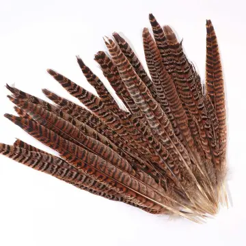 Ringneck Pheasant Feathers 16-18 inches - Purchase Pheasant Feathers