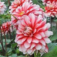 1 หัว/ออเดอร์ รักเร่ Dahlia Bulb สายพันธุ์ Larrys Love หัวรักเร่ ดอกไม้ หัวหน่อ เหง้า นำเข้า เนเธอร์แลน หัวสดใหม่