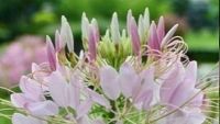 เมล็ดดอก เสี้ยนฝรั่ง (Cleome) คละสี  45 เมล็ด  ซองละ 29 บาท  เสี้ยนฝรั่งต้นสูง ช่อดอกมีขนาดใหญ่ เหมาะสำหรับปลูกประดับแปลง