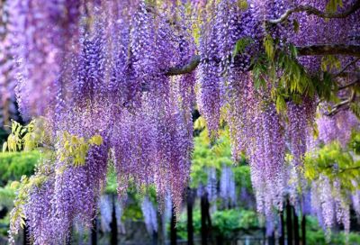 6 เมล็ดพันธุ์ เมล็ด วิสทีเรีย Purple spring ดอกไม้ช่อแต่งงาน ดอกไม้ความรัก ดอกไม้ฟูจิ ไม้เถาวัลย์ ไม้ดอก ไม้เลื้อย ไม้ประดับ (Wisteria) Seeds