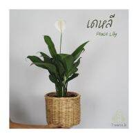 จัดโปร T63 เดหลี (Peace Lily)ล๊อตใหม่ มีดอก กระถาง10 นิ้ว ปลูกทั้งในกระถางสำหรับตั้งไว้ในอาคาร ลดราคา กระถาง  กระถางต้นไม้ กระถางจพลาสติก จัดสวน