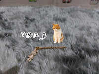 T1812_R.Hair Pin กิ๊บติดผม