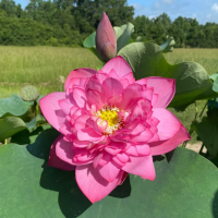 5 เมล็ด บัวนอก บัวนำเข้า บัวสายพันธุ์ Indian Double Beauty LOTUS สีชมพู สวยงาม ปลูกในสภาพอากาศประเทศไทยได้ ขยายพันธุ์ง่าย เมล็ดสด