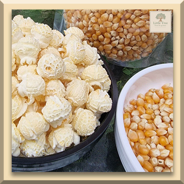 ตรานกอินทรีย์-500กรัม-เมล็ดข้าวโพดดิบ-เม็ดข้าวโพด-popcorn-ป๊อปคอร์น-ข้าวโพดคั่ว-แบบ-mushroom-มัชรูม-เมล็ดกลมใหญ่-ป๊อบกลมสวย-เกรดพรีเมี่ยม