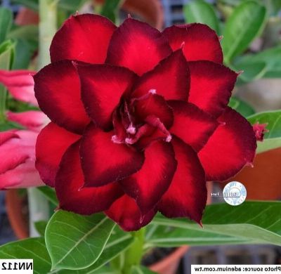 12 เมล็ด เมล็ดพันธุ์ Seeds Bonsai ชวนชม สายพันธุ์ไต้หวัน ดอกสีแดง Adenium Seed กุหลาบทะเลทราย Desert Rose ราชินีบอนไซ อัตราการงอก 80-90% มีคู่มือปลูก