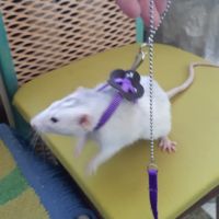 Clarissali Harness Leash Adjustable Ferret Rat Harnesses Lead Rope Guinea Pig Accessories