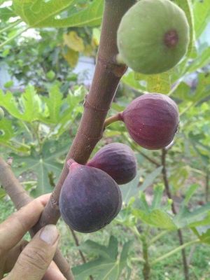 Fig ต้นมะเดื่อฝรั่ง Sultane สายพันธุ์นิยมของฝรั่งเศส อร่อยมาก จัดส่งพร้อมกระถาง 6 นิ้ว ลำต้นสูง 50ซม ต้นไม้แข็งแรงทุกต้น เรารับประกันจัดส่งห่ออย่างดี จัดส่งสินค้าตามรูป