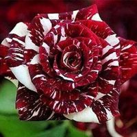 30 เมล็ด เมล็ดพันธุ์ กุหลาบ สตาร์แอนด์สไตร้พส์ Tiger Striped Rose Seeds สี ขาว-แดง ดอกใหญ่ นำเข้าจากต่างประเทศ พร้อมคู่มือ เมล็ดสด ใหม่