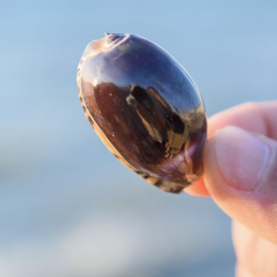 （READYSTOCK ）🚀 Natural Purple Shell Conch Starfish Ocean Purple Cowrie Specimen Fish Tank Landscape Home Fortune Furnishings Ornaments YY