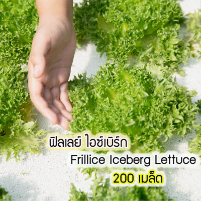 เมล็ดพันธุ์  ผักสลัด ผักไฮโดรโปนิกส์ ผักสลัดฟิลเลย์ ไอซ์เบิร์ก (Frillice Iceberg Lettuce) homes