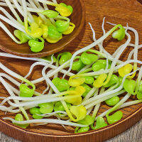 12Pcs ปลอมสีเหลืองสีเขียว Bean Sprouts ตกแต่งตาราง12Pc จำลอง Faux อาหารรุ่น Sprouts Home Decor ผักจาน Photo Prop ตลก