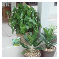 อะมิโนโปรตีนอัดเม็ดสำหรับพืช GREEN GARDEN 1 กิโลกรัมPLANT BIOSTIMULANT TABLETS FOR LEAVES GREEN GARDEN AMINO ACID 1KG **ราคาดีที่สุด**