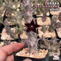 พร้อมส่ง โปรโมชั่น เก๋งจีน Orbea decaisneana แคคตัส เพชร cactus&amp;succulent ส่งทั่วประเทศ พรรณ ไม้ น้ำ พรรณ ไม้ ทุก ชนิด พรรณ ไม้ น้ำ สวยงาม พรรณ ไม้ มงคล