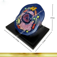 Animal Cell Model Microstructure Anatomical Model Middle School Biology Teaching Biological Cell Equipment