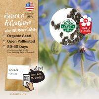 เมล็ดดอกไม้นำเข้า โบราจ Borage (Organic Seed) ดอกไม้กินได้ ดึงดูดแมลงดี